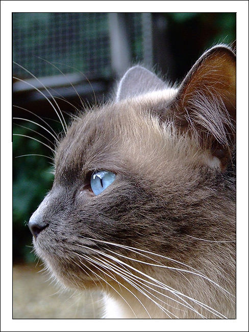 Ragdollkater Balu - Profil