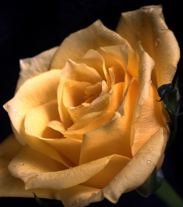 Ragged yellow rose