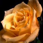 Ragged yellow rose