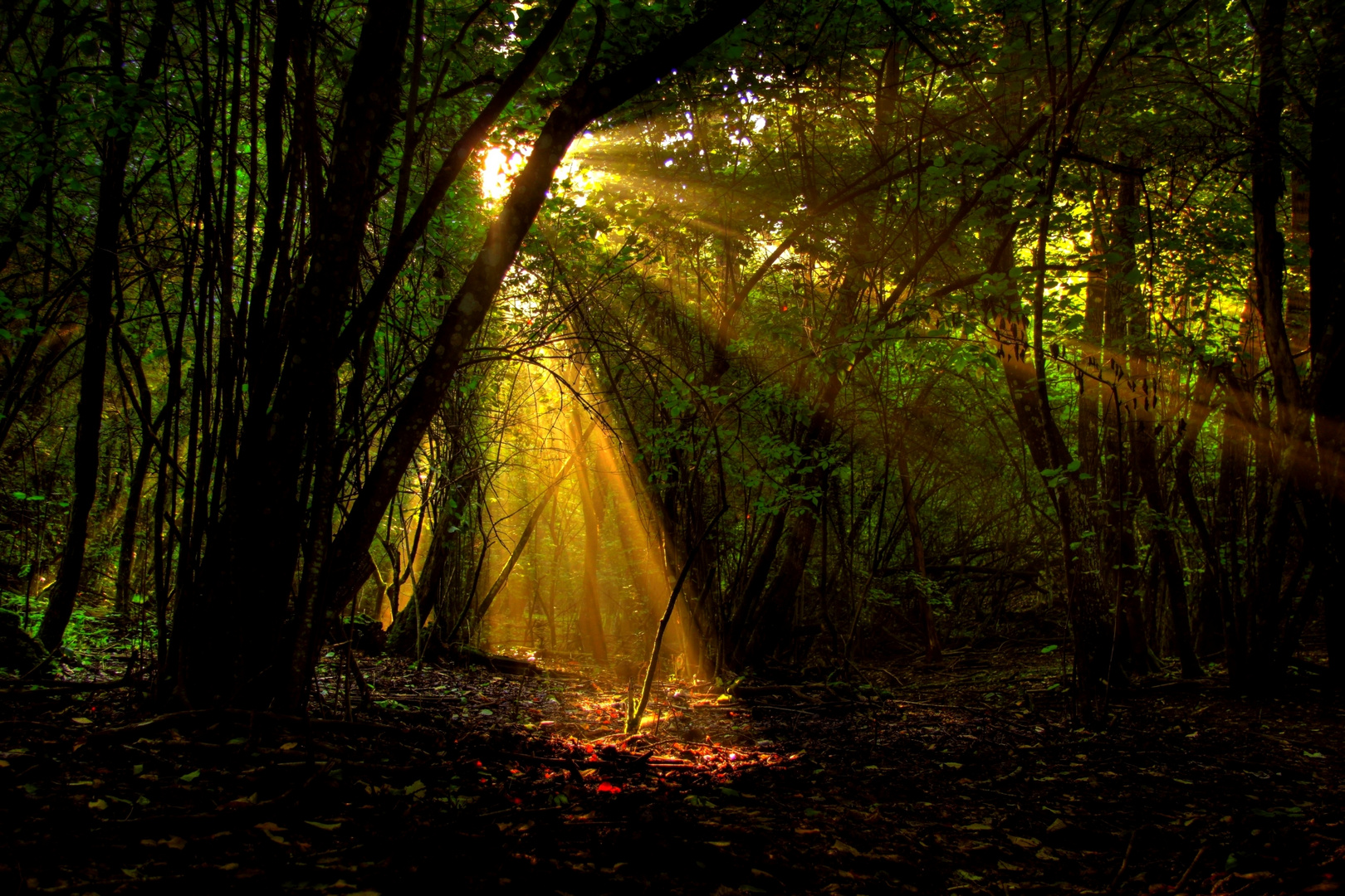 Raggi di luce nel bosco - Missano - (zocca modena italy ) _4244_