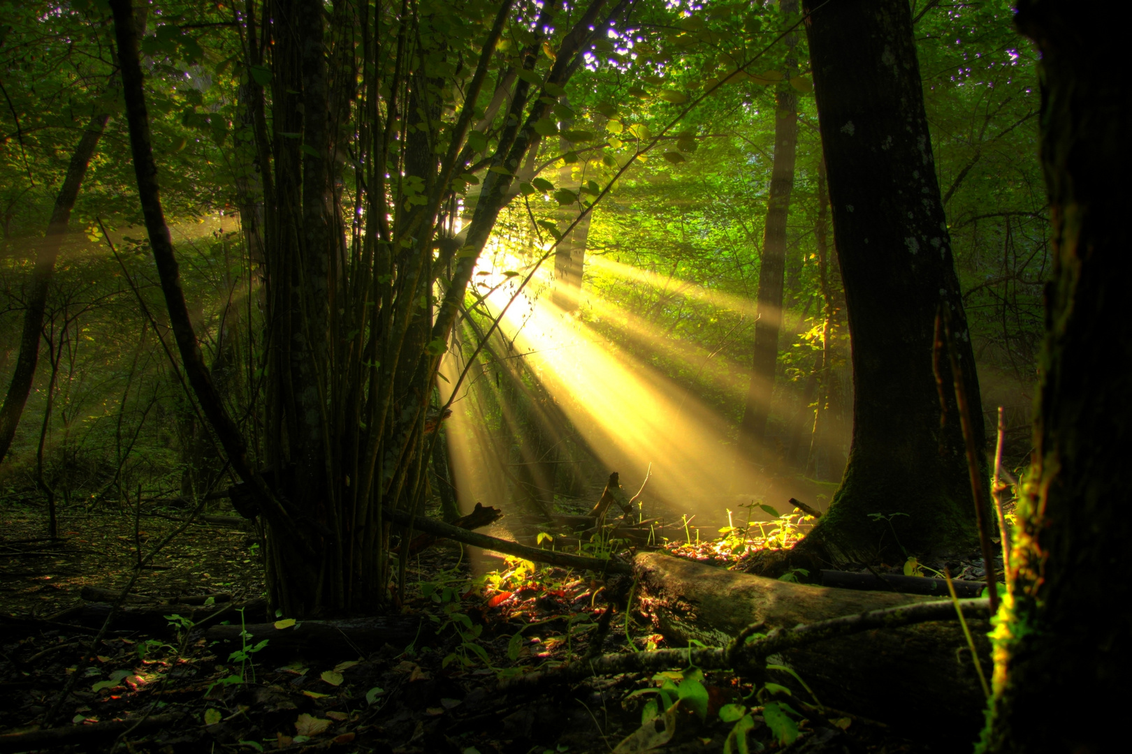 Raggi di luce nel bosco - Missano - (zocca modena italy ) __4271_