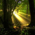 Raggi di luce nel bosco - Missano - (zocca modena italy ) __4271_