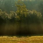 Raggi di luce sul bosco