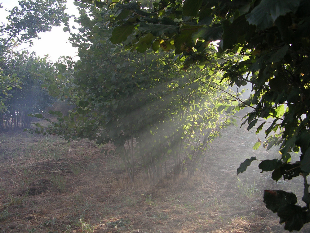 Raggi di sole tra gli alberi