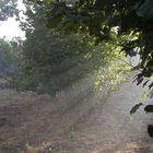 Raggi di sole tra gli alberi