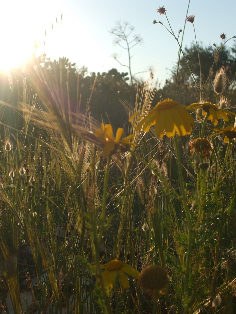 Raggio di luce