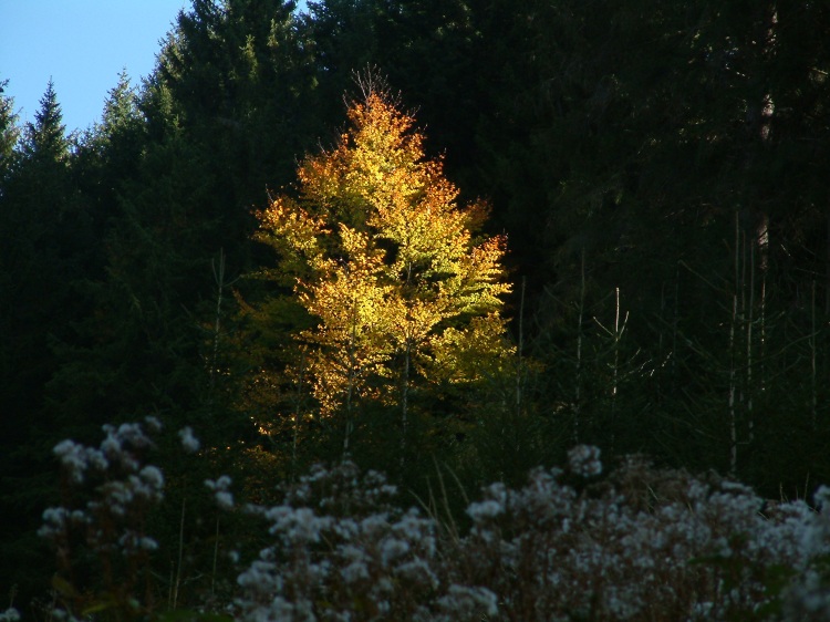 Raggio di sole