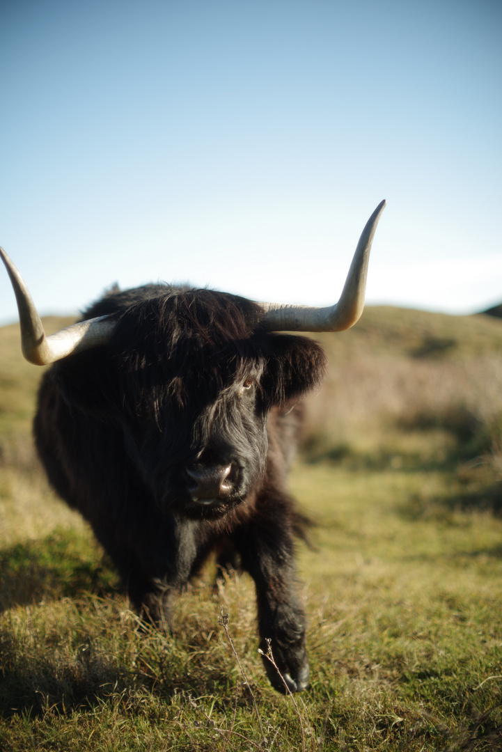 raging bull @ f /1.2