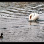 Raging Swan...