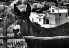 " Raglio d'Asino non arrivò mai in cielo"