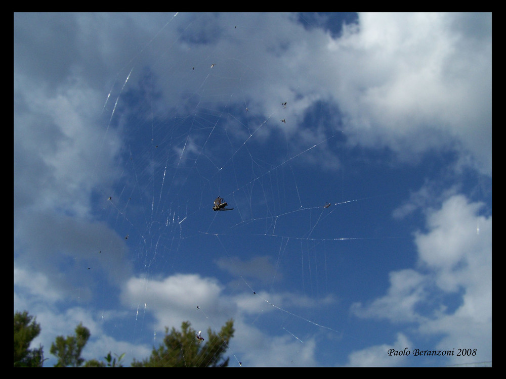 Ragnatela fino al cielo