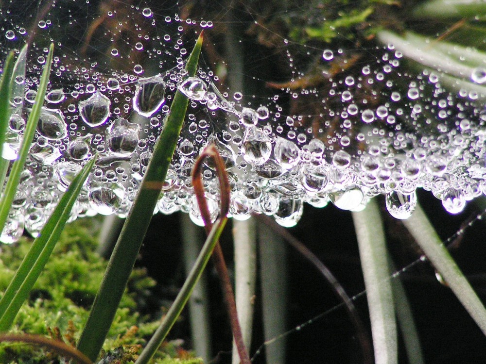 ragnatela "sudata"