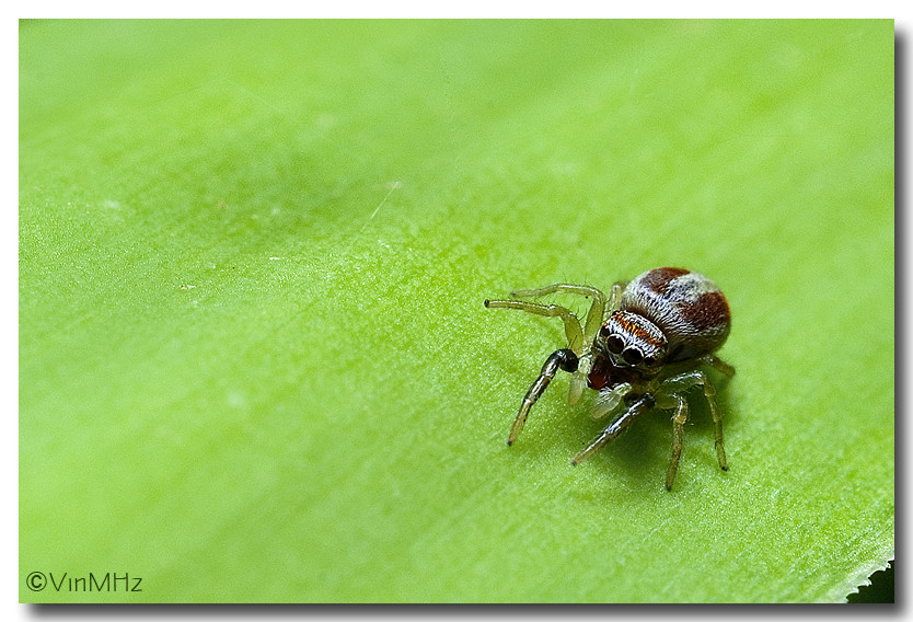 ..:: Ragnetto Salticidae ::..