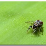 ..:: Ragnetto Salticidae ::..