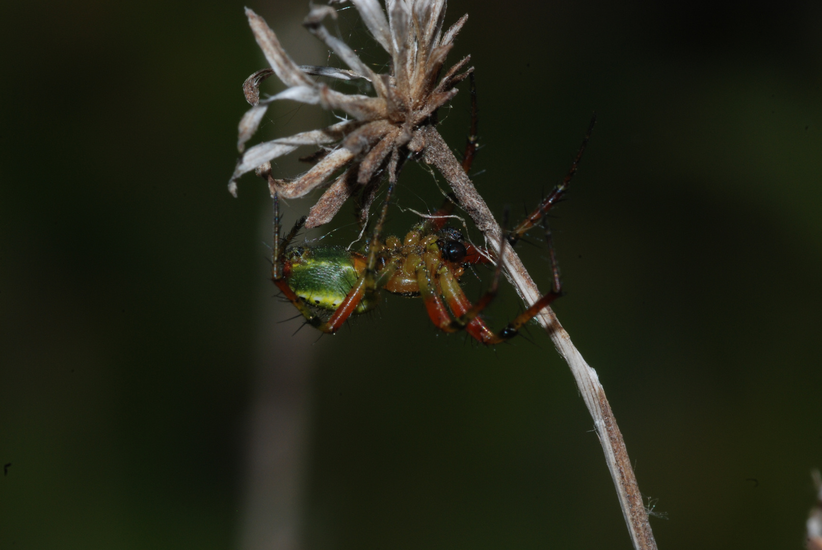 ragno acrobata