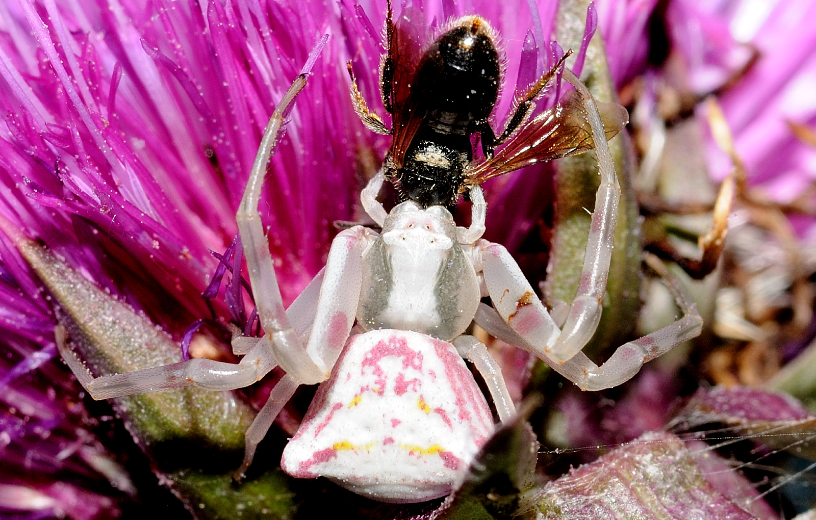 ragno Bianco Viola che mangia