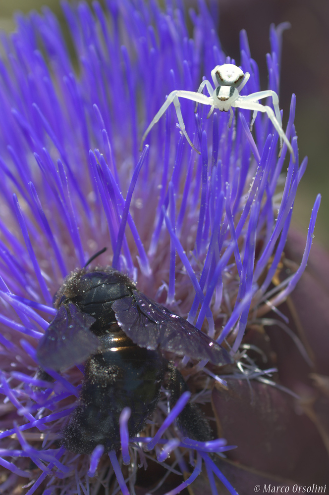 Ragno e Xilocopa Violacea