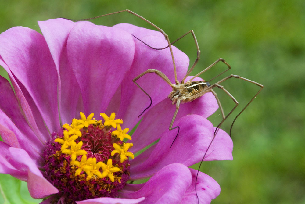 Ragno sul fiore