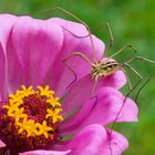 Ragno sul fiore