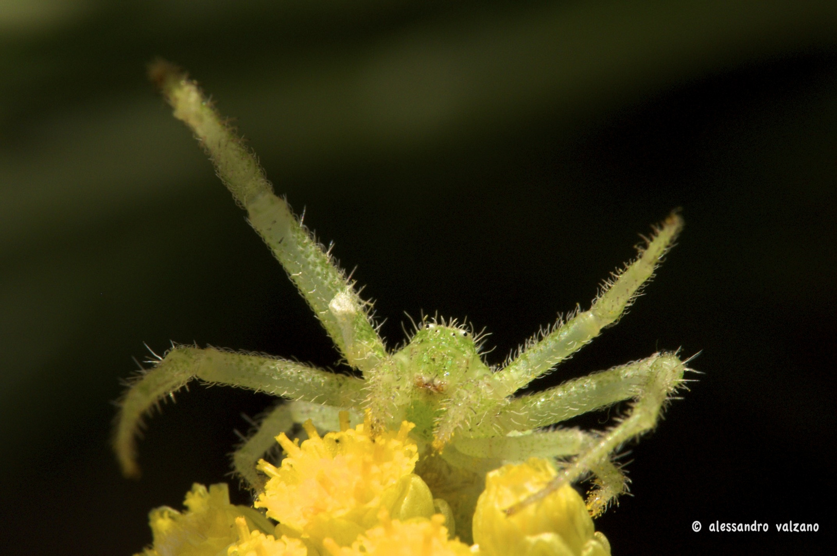 Ragno sul fiore