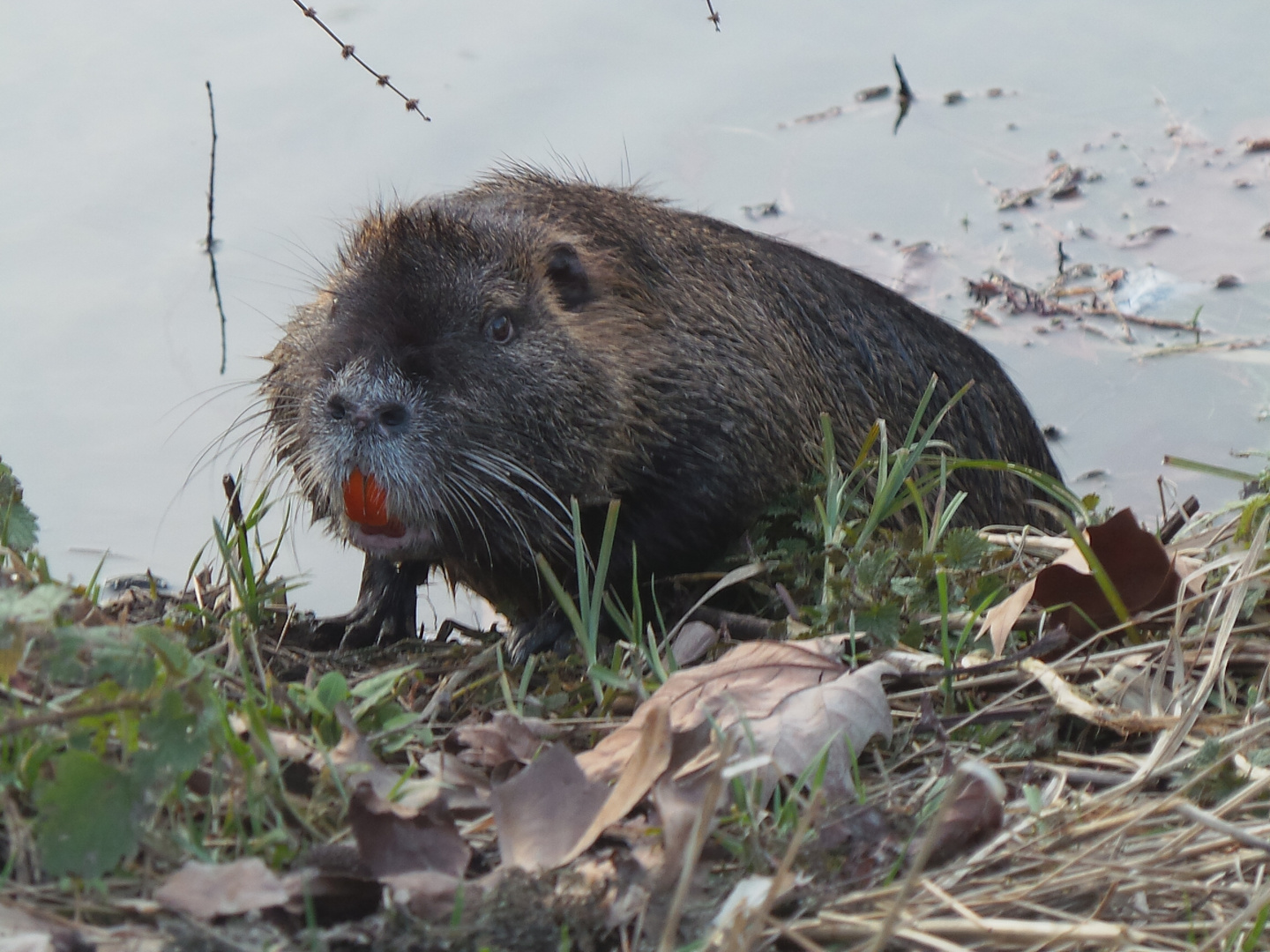 ragondin photo et image | animaux, animaux sauvages, nature Images ...