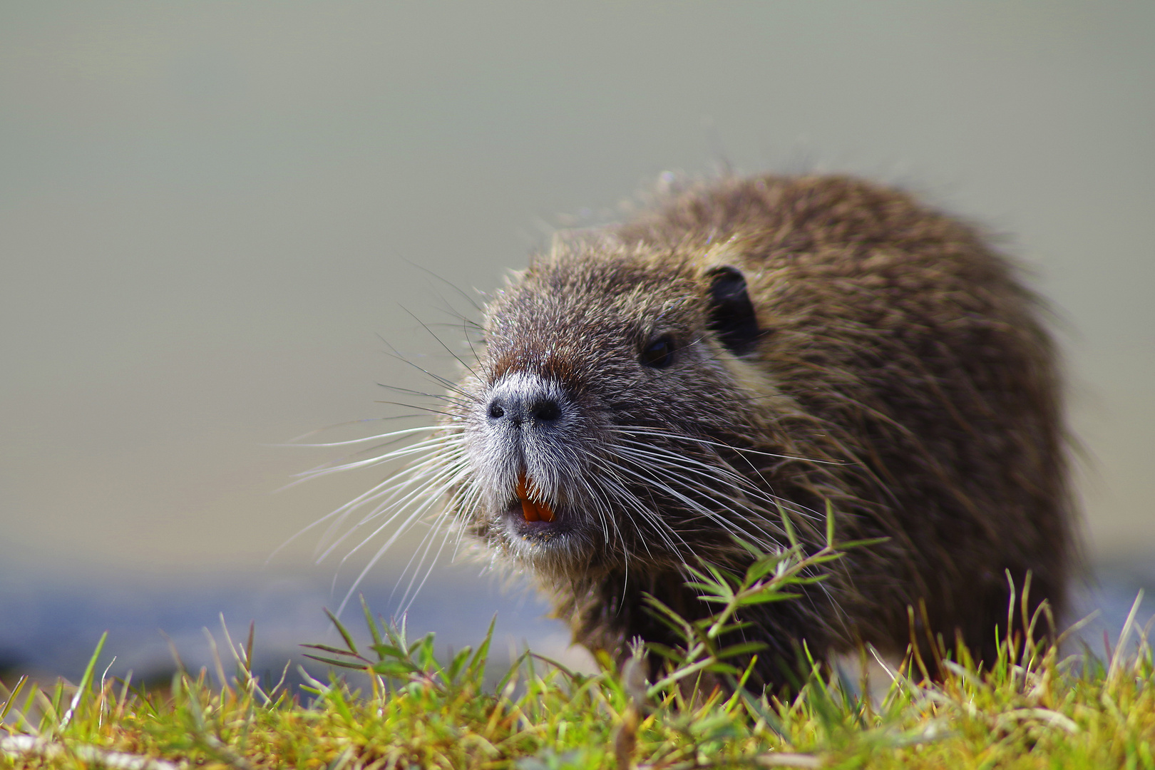 Ragondin photo et image | animaux, animaux sauvages, nature Images ...