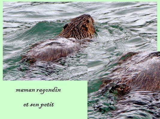 ragondin et son petit
