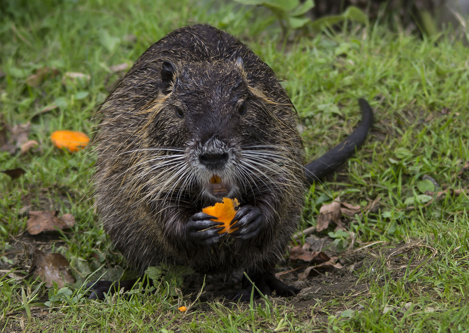 ragondin gourmand