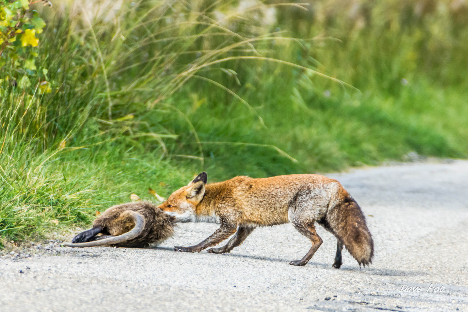 Ragondin pour un Renard