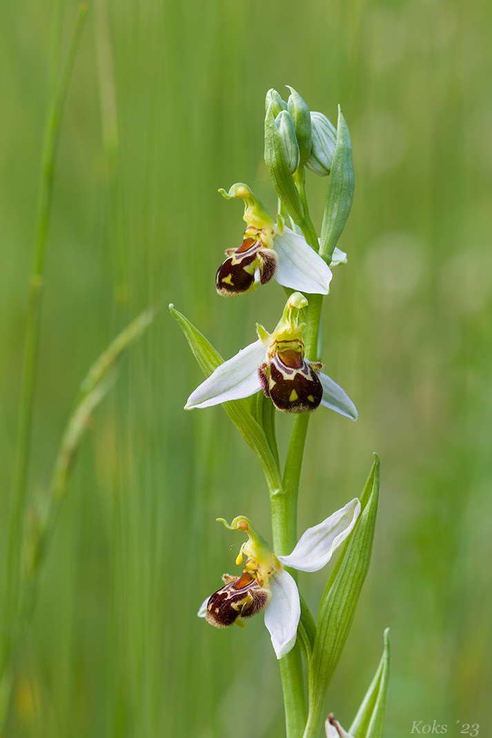 Ragwurz Foto & Bild sommer, makro, natur Bilder auf