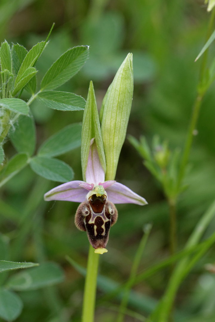 Ragwurz (Gatt. Ophrys) 1