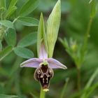 Ragwurz (Gatt. Ophrys) 1