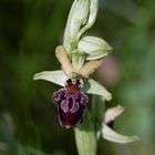 Ragwurz (Gatt. Ophrys) 2