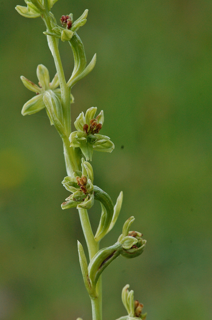 Ragwurz Missbildung - Ophrys/Art? - 20.5.12