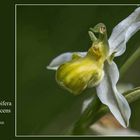 Ragwurz – Ophrys