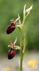 Ragwurz (Ophrys Hybride) - Große Spinne/Fliegenragwurz? - 30.4.11-Thüringen