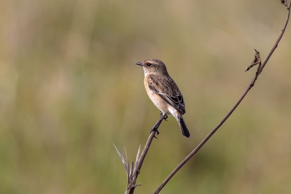 Rahmbrustprinie