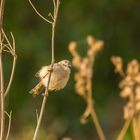 Rahmbrustprinie, leicht zerzauselt