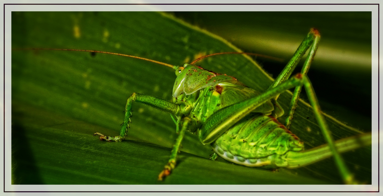 "Rahmen oder Heupferdchen Natur"?