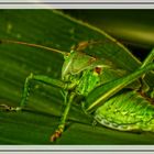 "Rahmen oder Heupferdchen Natur"?