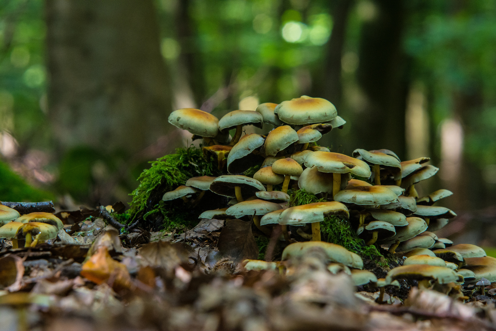 Rahmenlose Herbstpilze Foto Bild Jahreszeiten Herbst Mein Dorf Bilder Auf Fotocommunity