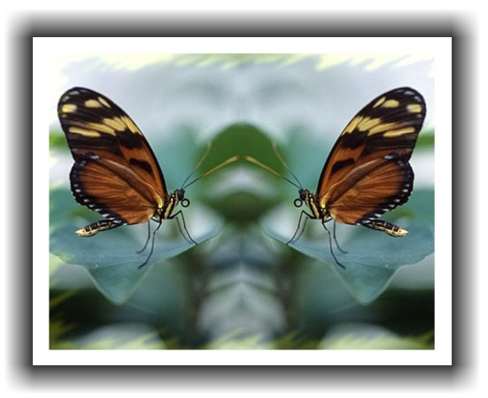 Rahmenprojekt: Schmetterlinge