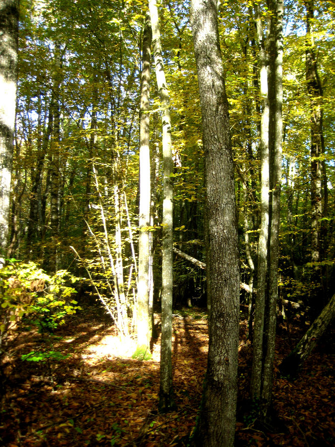 rai de lumièresur tronc