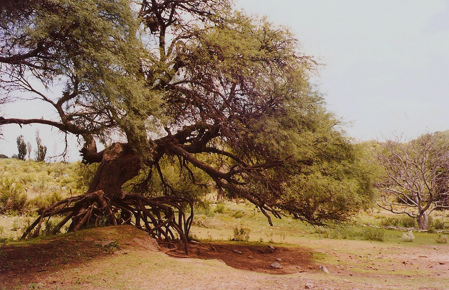 Raices al viento...