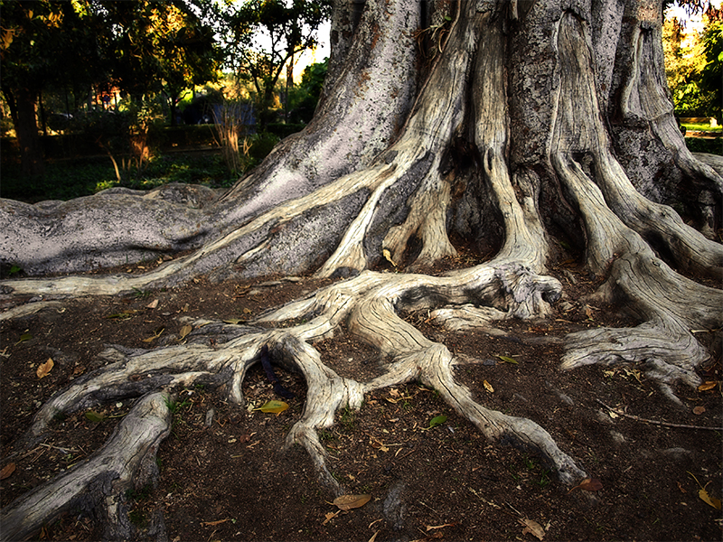 Raíces Imagen & Foto | plantas, Árboles, árbol Fotos de fotocommunity