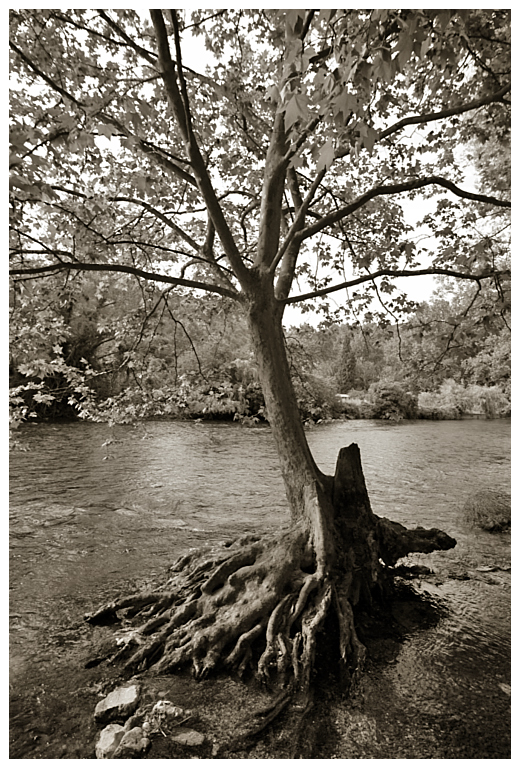 - raices en sepia -