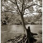 - raices en sepia -