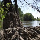 Raices junto al Rio Alberche (Toledo)