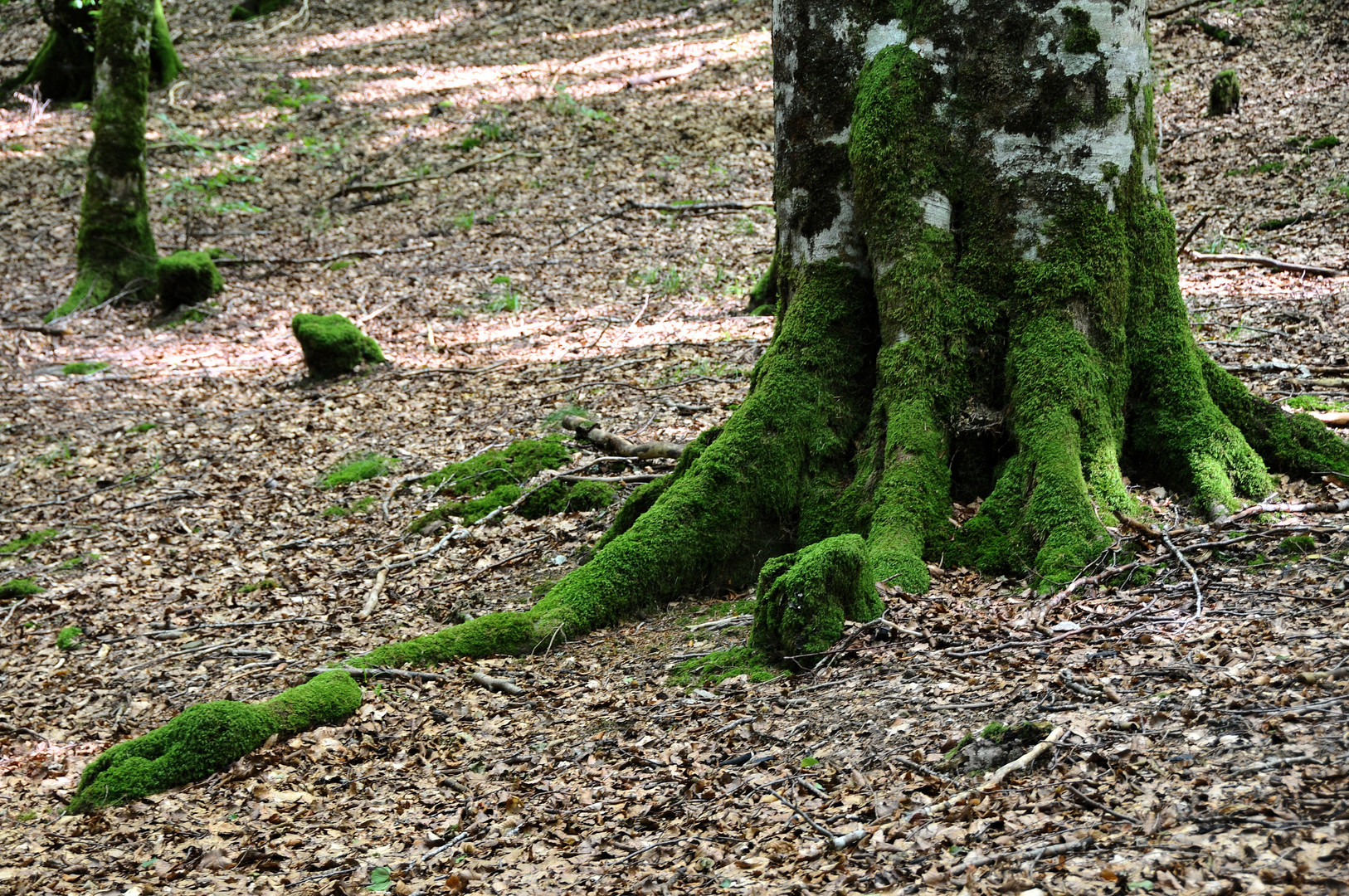 Raices profundas