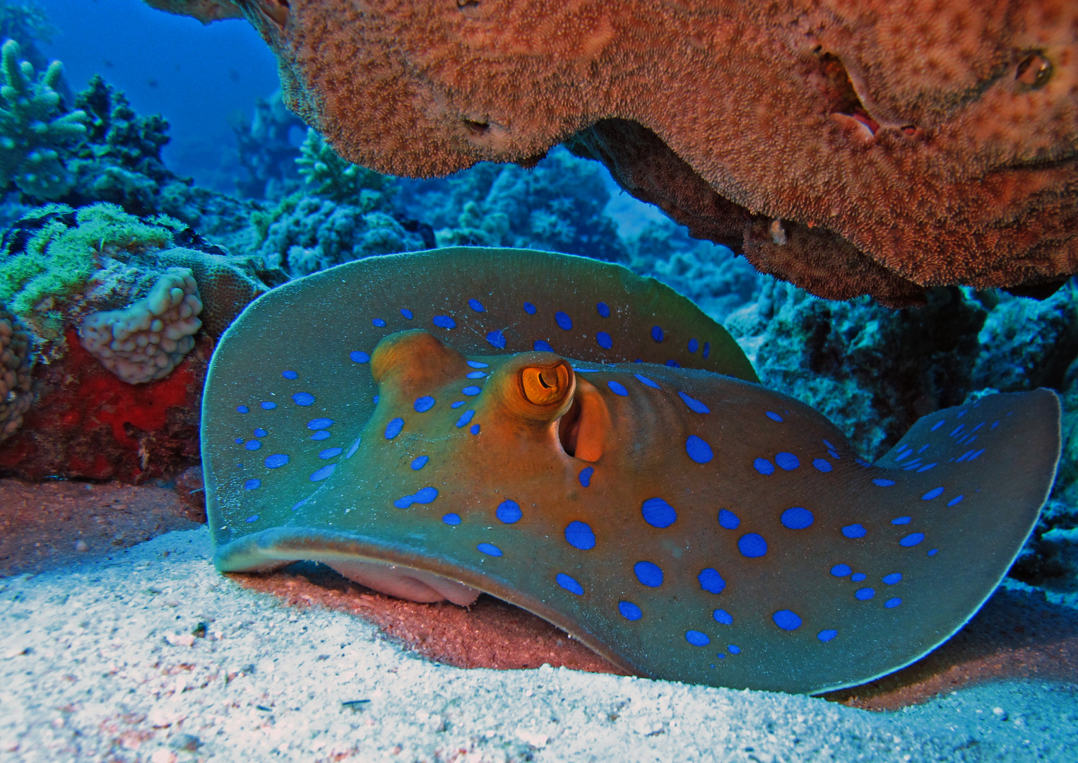 Raie Pastenague A Points Bleus Mer Rouge Photo Et Image Images Sous Marines Mer Rouge Raie Pastenague A Points Bleus Images Fotocommunity Raie Pastenague A Points Bleus Mer Rouge Photo Et Image Images Sous Marines Mer Rouge Raie Pastenague A Points Bleus Images Fotocommunity